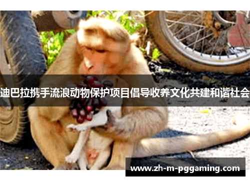 迪巴拉携手流浪动物保护项目倡导收养文化共建和谐社会